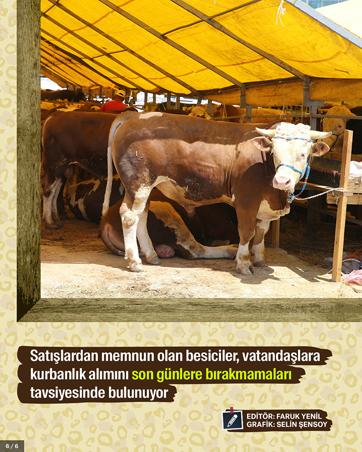 Satışlardan memnun olan besiciler, vatandaşlara kurbanlık alımını son günlere bırakmamaları tavsiyesinde bulunuyor