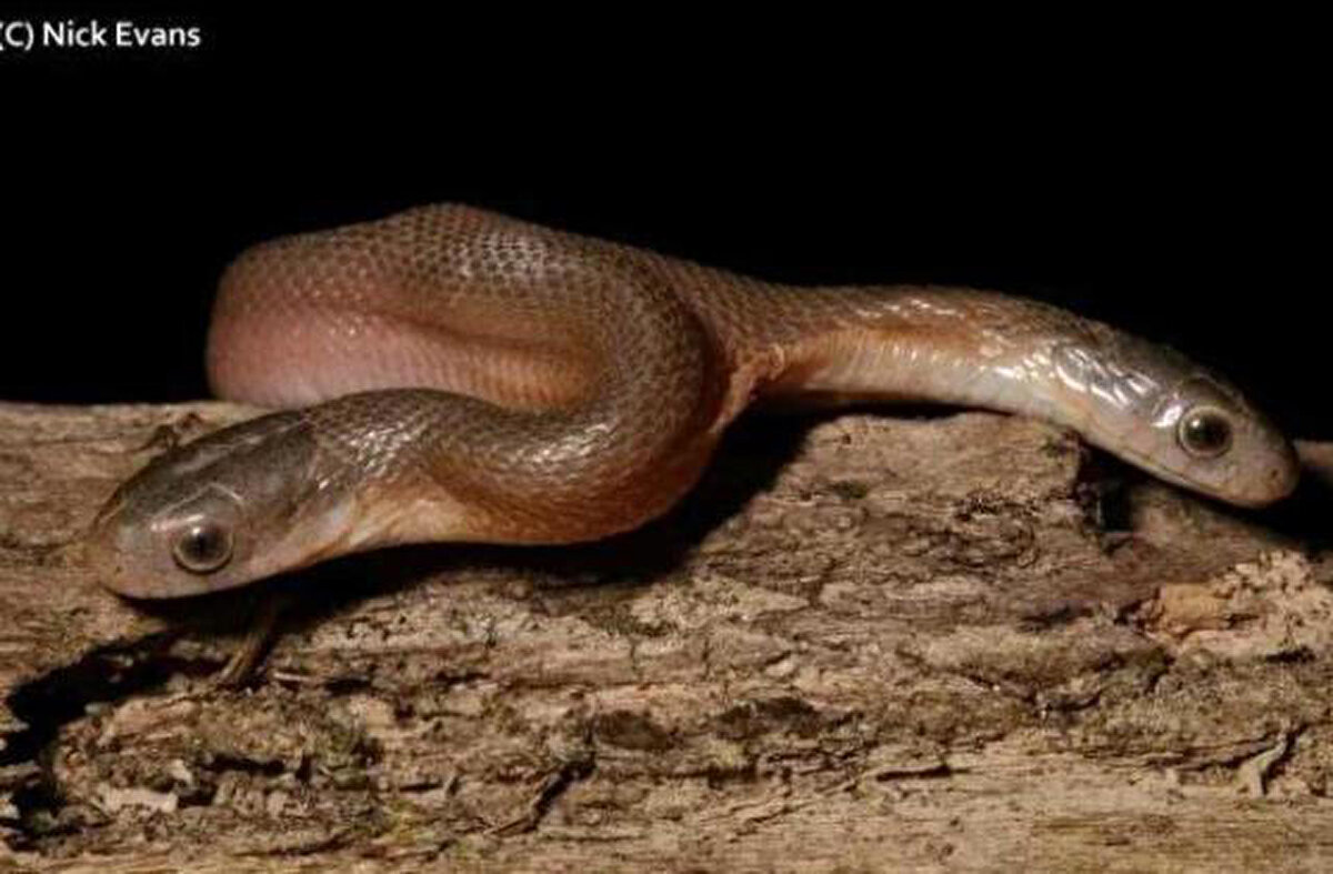 Nick yılanı zarar vermeden bir şişeye koyduktan sonra ormanlık alana attı. Nick, yılanın yumurtadayken deforme olduğunu bu nedenle iki başlı olarak yumurtadan çıktığını söyledi.<br><br>