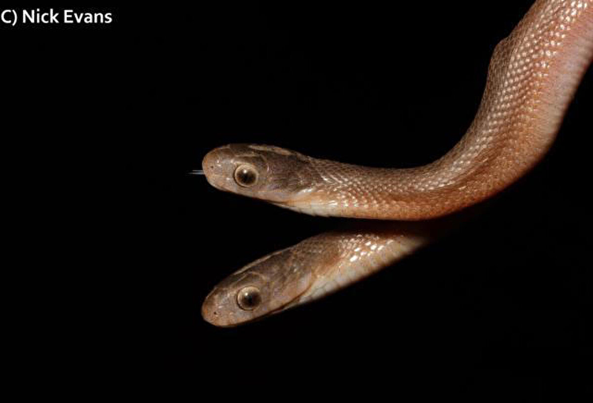 Nick, yılanın diğer yılanlara göre çok yavaş hareket ettiğini ve çok uzun süre yaşamayacağını söyledi.<br><br>