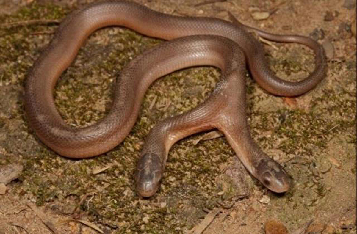 Bahçede arama yapan Nick, yılanı sakladığı yerden çıkardı. Yılanın iki başlı olduğunu gören Nick gözlerine inanamadı.<br><br>