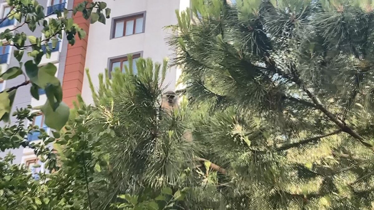 Olay, dün saat 17.00 sıralarında Yavuz Selim Mahallesi'nde meydana geldi. Mahalle sakinleri ağaçlarda gezen maymunu görünce durumu hemen Bağcılar Belediyesi ekiplerine bildirdi. Olay yerine gelen ekipler maymunu indirebilmek için uzun uğraşlar verdi.