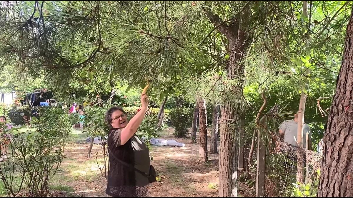 Ağaçta bayılmış vaziyette duran maymun yere düşmesin diye mahalle sakinleri branda gerdi. Baygın halde olan maymun, gerilen brandanın üzerine indirildi. Hareketsiz duran maymun mahallelinin ilgi odağı oldu. Maymun, Bağcılar Belediyesi ekipleri tarafından barınağa götürdü. Maymunun nereden geldiği bilinmiyor.