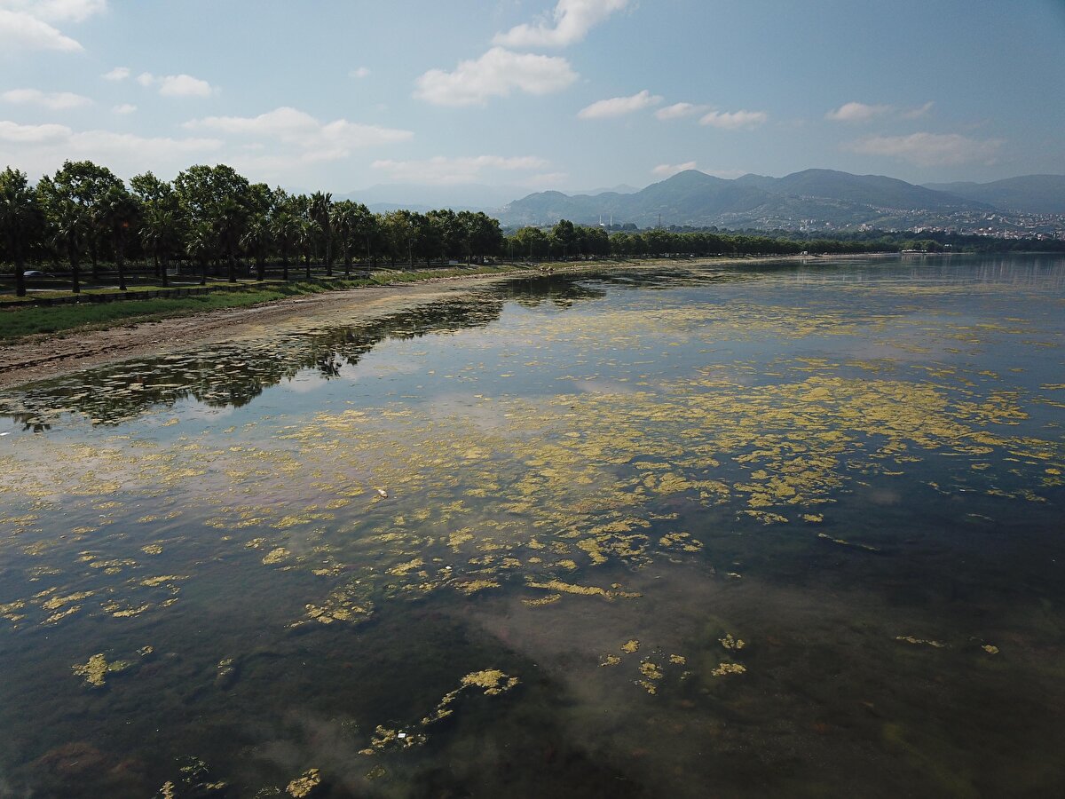 Yetkililer, midyelerin su altında olduğu için görünmediğini, alglerin ise suya fazla giren organik maddeleri tüketerek besin dengesinin sağlanmasına yardımcı olduğunu belirtti. 