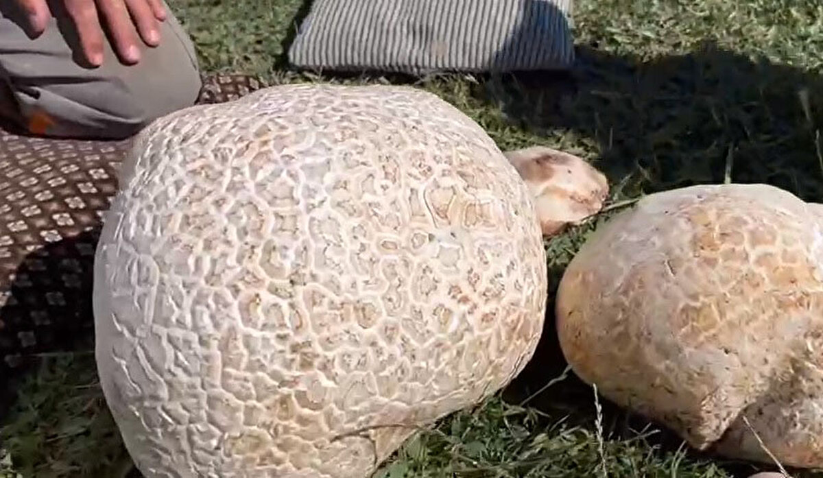 Bulduklarından bir kısmını köye getiren Adıgüzel, en büyüğünü tarttığında 15 kilogram olduğunu belirledi. 