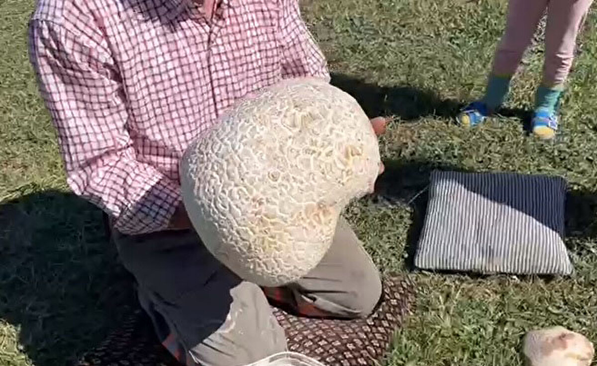 İlçeye bağlı Hacımirza köyünde yaşayan ve sık sık ATV aracı ile gezen Turan Adıgüzel, 1900 metre yükseklikteki 'Tekirin üstü' mevkisinde büyük mantarlar fark etti. 