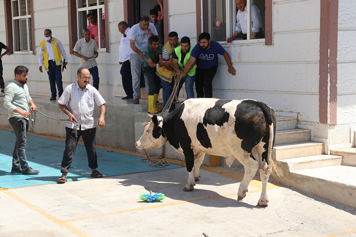 Öte yandan, Yenişehir Mahallesi'nde kurban keserken ayağından yaralanan Kemal Demircan, Mehmet Akif İnan Eğitim ve Araştırma Hastanesinde tedavi altına alındı. Ayağına 8 dikiş atılan Demircan, "Kurban kestiğim sırada dikkatsizliğim sonucu bıçağı ayağıma vurdum. Çok şükür durumum iyi." dedi.