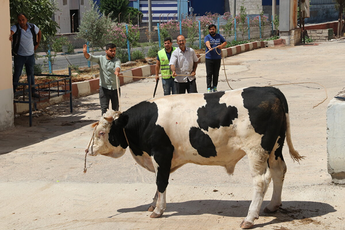 Yenişehir Mahallesi'nde de sahiplerinin elinden kaçan boğalar, Şanlıurfa Öğretmenevi bahçesine sığındı. Kurban yakalama timi, boğaları sakinleştirici iğneler kullanarak yakalayıp sahiplerine teslim etti.
