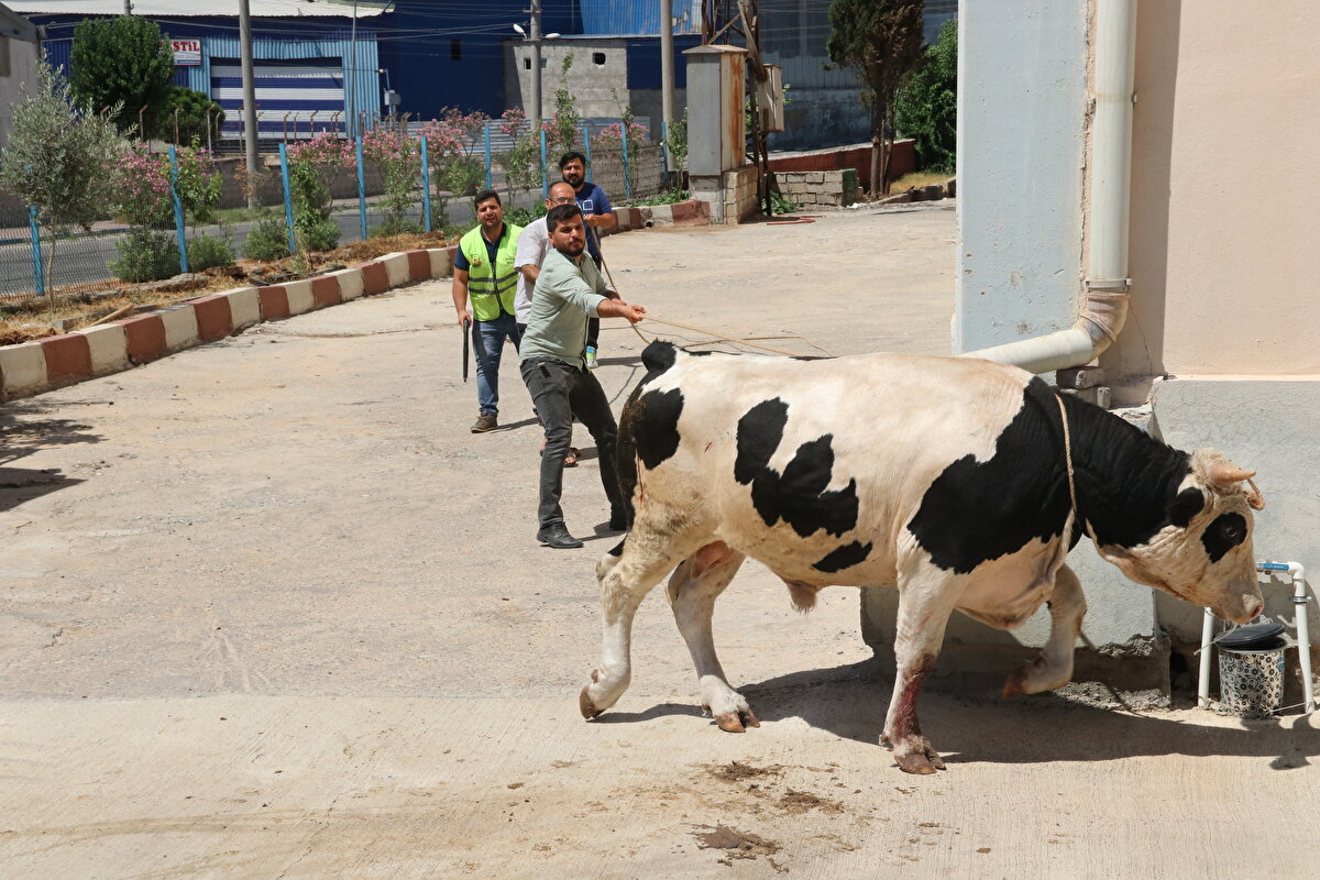 Sahiplerine teslim edilen hayvan, daha sonra kesildi.<br><br>
