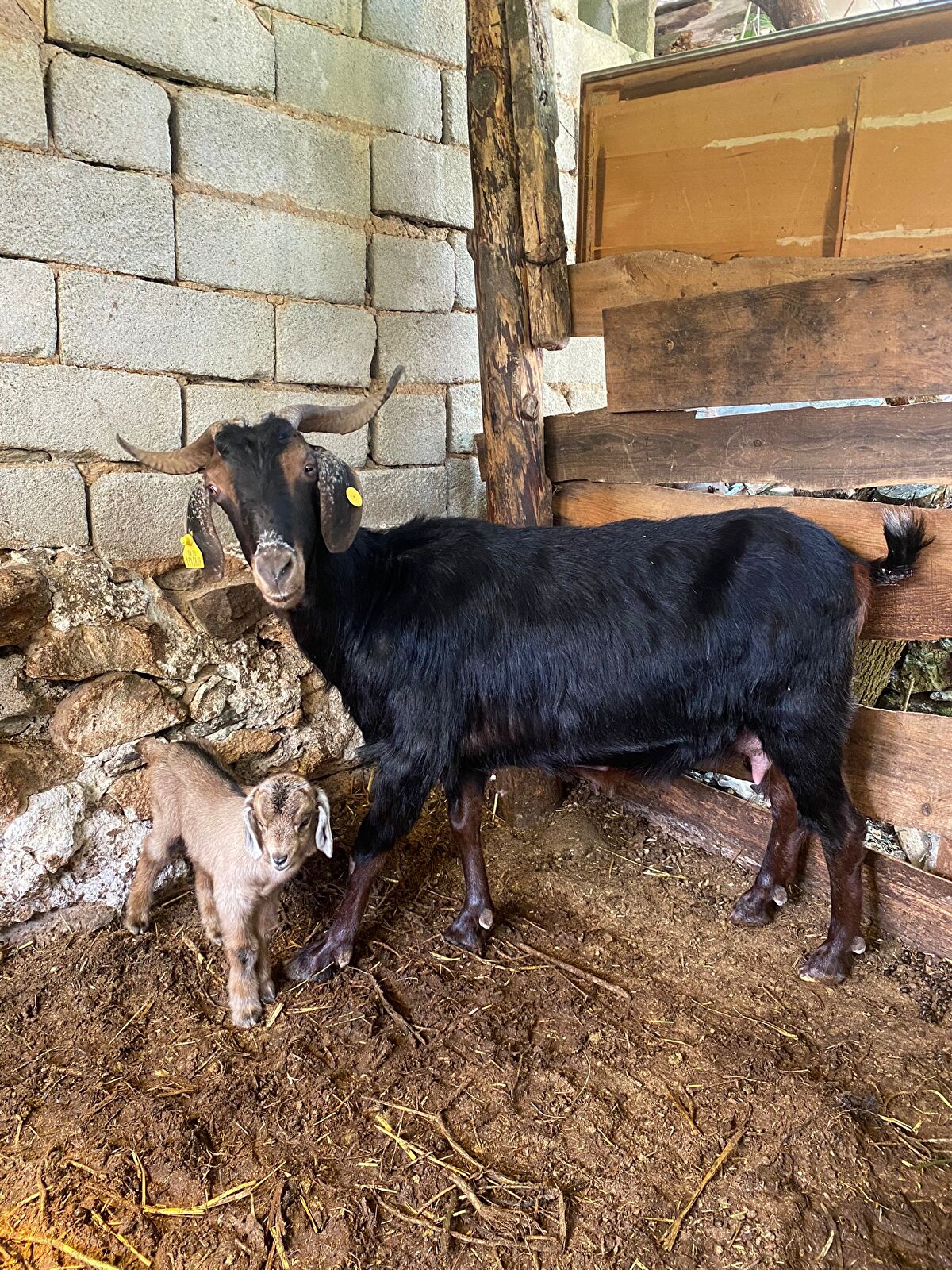 Keçiyi alırken gebe olduğunu bilmediğini ve fark etmediğini, ahır karanlık olduğu için doğum yaptığını da anlamadığını söyleyen Fatma İlhan, "Kurban kesmek için ahıra gittik. Doğurmuş, kesmedik hayvanı. Öyle kaldı. Gebe olduğunu hiç fark etmedik. Doğum yaptığını da görmedik. 1-2 gün önce doğurmuş. Ahır karanlık olduğu için fark etmedik, görmedik. Kesmeye gittiğimizde bir baktık oğlak var arkasında. Yavrusu var. Kesilmekten kurtuldu" dedi.