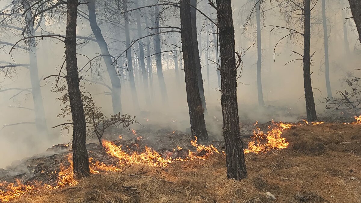 Yangına çok sayıda kara ve hava gücü sevk edilirken; alevlere 9 helikopter ve 5 uçak ile havadan, 20 arazöz, 9 su tankeri ve 3 dozer ile de karadan müdahale ediliyor. <br><br>