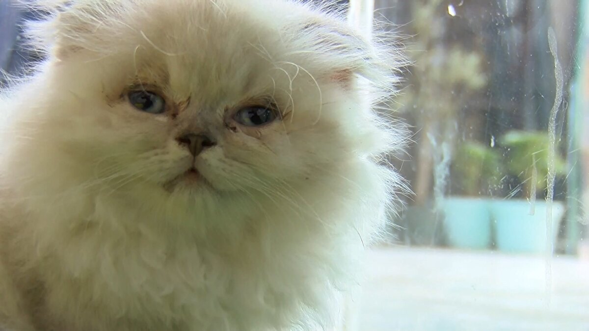 Uygulamayı doğru bulduğunu ifade eden Bahar Alatlı, yasağın uzun zaman önce çıkması gerektiğini belirterek, "Hayvanları bu şekilde camların arkasına koymaları acımasızca bir şey bence. Hayvanlara özgü bırakılacakları bir çiftlikte barındırsınlar. O çiftlikten de insanlar gidip sahiplensinler. Yani böyle camın arkasında olmaz. Katalog üzerinden satış en mantıklısı" dedi.