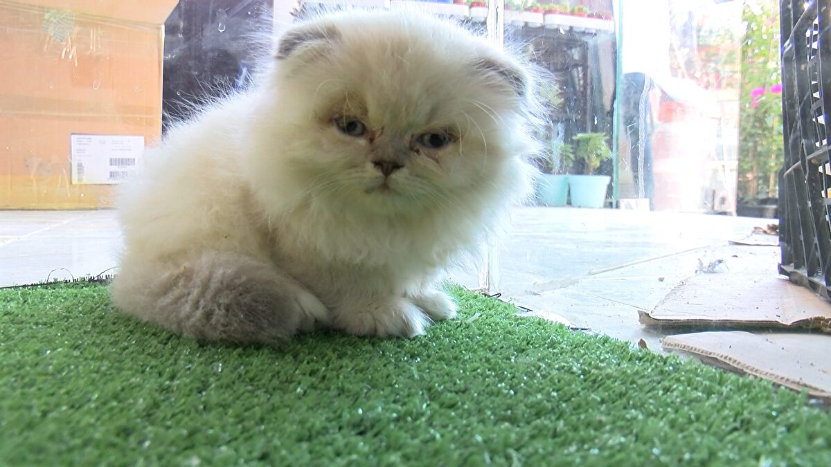 "VİTRİNDEN DEĞİL ÇİFTLİKTEN SATIŞ"<br>Bir diğer petshop sahibi Yaşar Solgun ise "Kedi-köpek satabileceğiz ama, internet üzerinden. Örneğin çiftlikten bize gelecek fotoğraflar ve videolar müşteriye gösterilecek. Beğendikleri hayvan için kapora alınacak, adresine teslim edeceğiz. Bu satışlar çiftlik belgeli olduğu zaman, izin belgesi olan petshoplar satabilecek. İnternetten de satışımız olacak ama, çiftlik belgesi ve kaydı olmak şartıyla. Şimdi normalde internette kedi köpek satılıyor biliyorsunuz. Artık bunlara da tabii devletimiz illaki bir önlem bulacak. Kedi ve köpek sadece dükkanda bulundurulamayacak" ifadelerini kullandı.