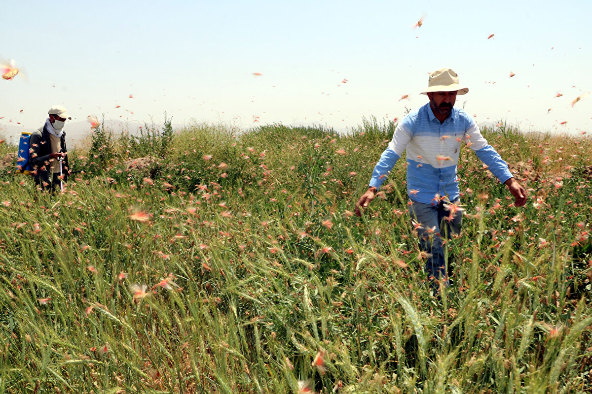 Eskiden de çekirgelerin olduğunu fakat hiç bu kadar ürkütücü şekilde sürüler halinde bulunmadığını belirten Agit Çakmak ise, ''73 yaşındayım, şu ana kadar böyle bir şey görmedim. İlk defa böyle sürü halinde çekirge sürüsü görüyorum. Mağdur durumdayız. Çekirgeler, buğday tarlalarımızı istila etmiş durumda'' diye konuştu.<br><br>