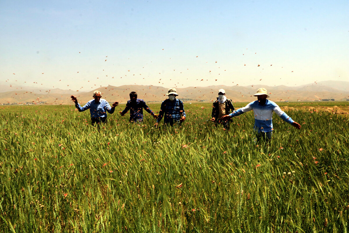 Hakkari'nin Yüksekova ilçesindeki ekili tarım arazilerinde yaklaşık 20 gündür çekirge istilası yaşanıyor. Ovada ve bazı köylerde ilaçlama çalışması başlatılırken, bölge halkı çekirge istilası nedeniyle ekinlerinin zarar gördüğünü belirtti.<br>