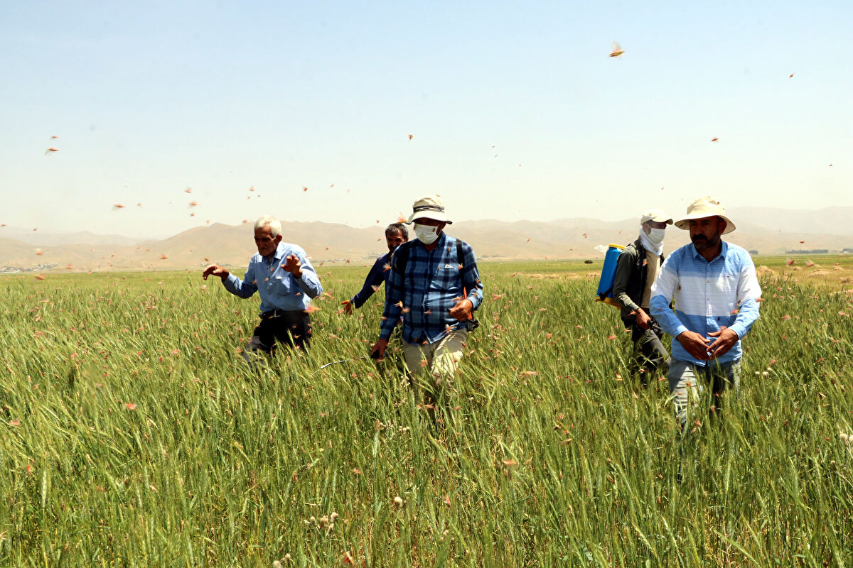 İlçenin Altınoluk, Beşbulak ve Yoncalık köyleriyle ovada, çekirgeler ekili tarım arazilerine zarar veriyor. İlaçlama çalışması başlatan bölge halkı, ilk kez böyle yoğun bir çekirge istilasıyla karşılaştıklarını söyledi.<br><br>