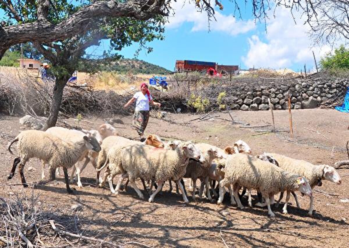 39 yaşındaki kadın, başkalarına da umut olmak istiyor.<br><br>Bunun için kendi hikayesini anlattığı bir kitap yazdı. "Okulsuz köyden Sorbonne'a bir başarı hikayesi" adlı kitabını yakında okuyuculara sunacak.