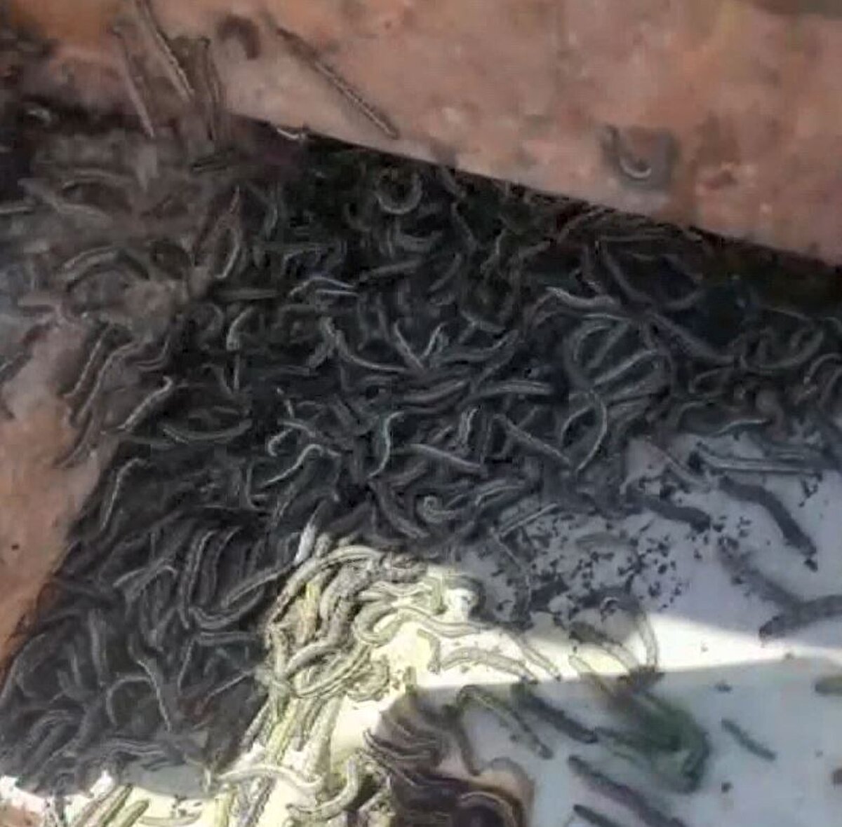 Tırtılların, yeşil yapraklarını yediği ayçiçeklerin gelişimini engellediği belirtildi. Tarım İl Müdürlüğü ekiplerinin havadan, çiftçilerin ise traktörlerle ilaçlama yaparak tırtıllarla mücadele ettiği bildirildi. DHA ekibi Nakkaş Mahallesi'ndeki ayçiçeği tarlalarındaki tahribatı görüntüledi. Çayır tırtılları nedeniyle bazı tarlalarda çoğu ayçiçeğin zarar gördüğü, çiçek vermediği gözlendi. 