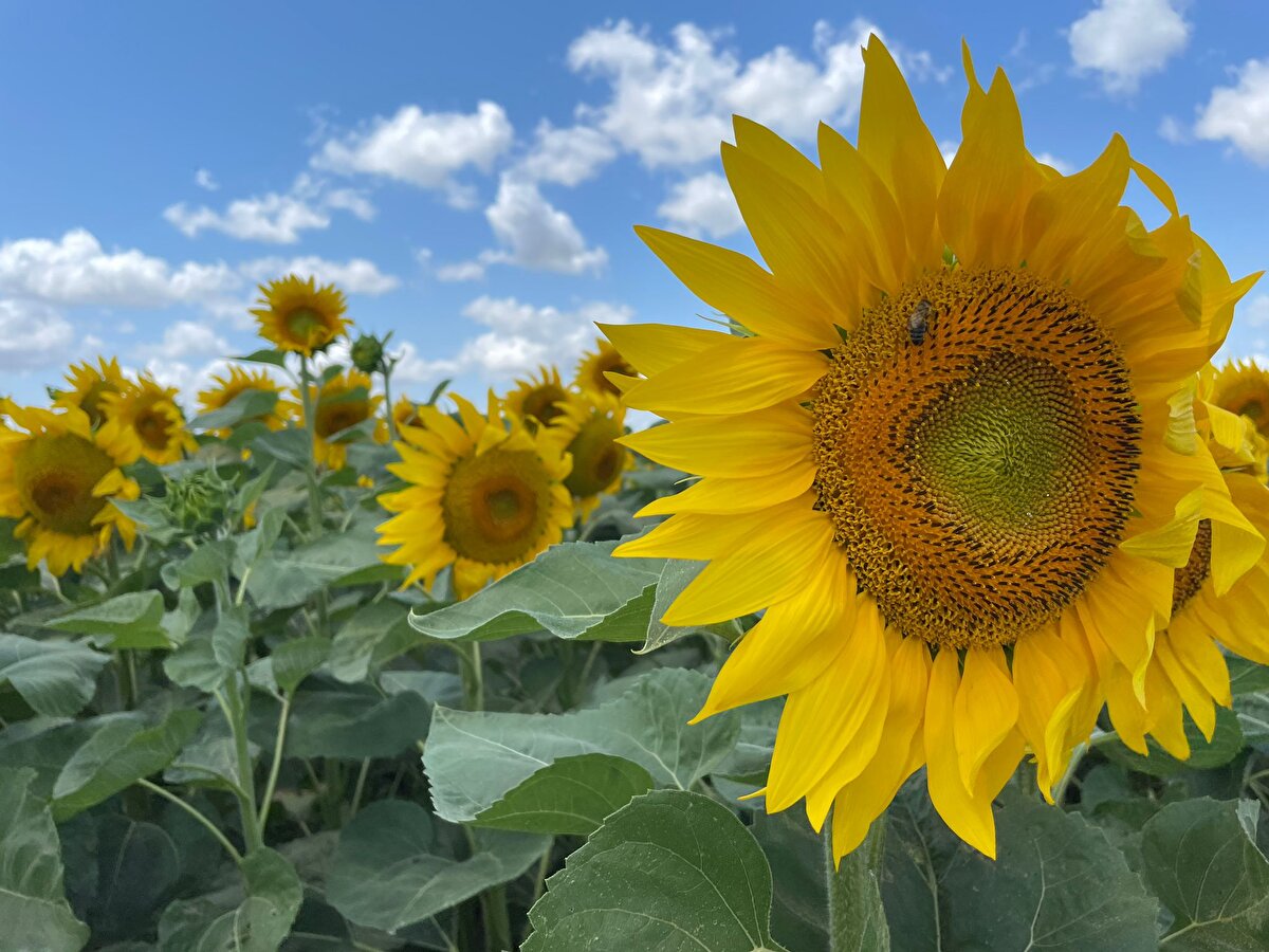 "KELEBEKLERİ GÖRDÜK, UYARI YAPILMADI" <br>Öztürk 20 gün önce çok sayıda kelebek gördüklerini ama, uyarı yapılmadığını ifade ederek, "Biz araziye girdik ve gördük ki ayçiçeklerini bir gecede yemişler. Bu tarladan 30 ton mal alacaksam, 9 tonu zarar gördü. Yani yüzde 30 oranında zararımız var. Bu tarladan karımız 8-9 ton olacaktı, onu da götürdü zaten. Kendi imkanlarımızla, traktörle girdik tarlaya ilaçlama yaptık.