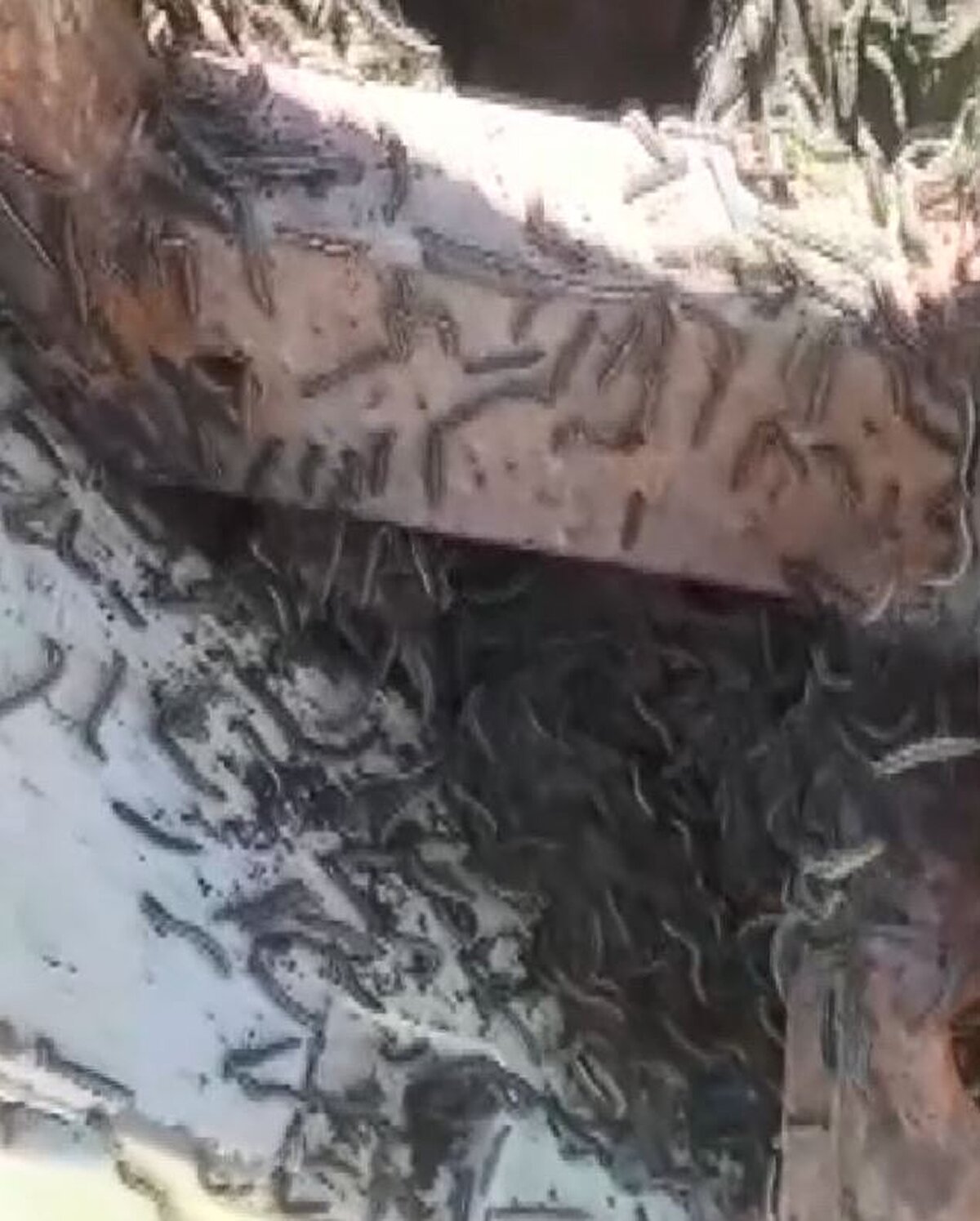 Çatalca Nakkaş Mahallesi'nde yaklaşık 20 gün önce ayçiçeği tarlaları çevresinde kelebek sayısının arttığı gözlendi. Sayıları oldukça fazla olan tırtıllar, tarlalarda büyük tahribat yarattı. Hatta binlerce tırtılın sardığı traktörler görünmez hale geldi.