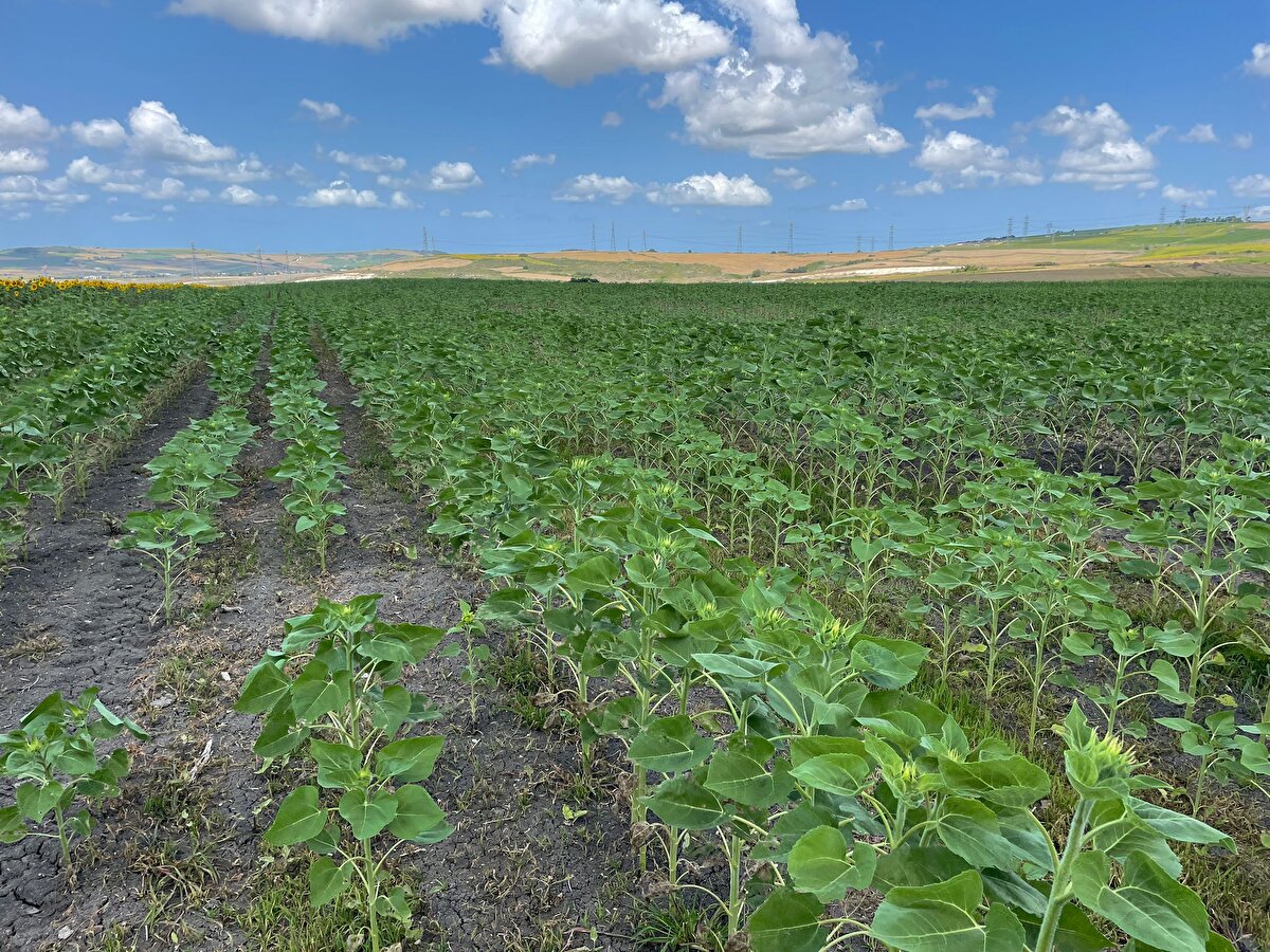  Yetkililere haber verdik. Drone göndereceğiz ilaçlama yapacak dediler. Bir gün geldi drone, aşağı yukarı 100 dönümlük ilaçlama yaptı. Bir daha da gelmedi. Biz traktörle girip ilaçladık, çiğnedik ayçiçeklerini, yani oradan da bir zararımız var" diye konuştu.