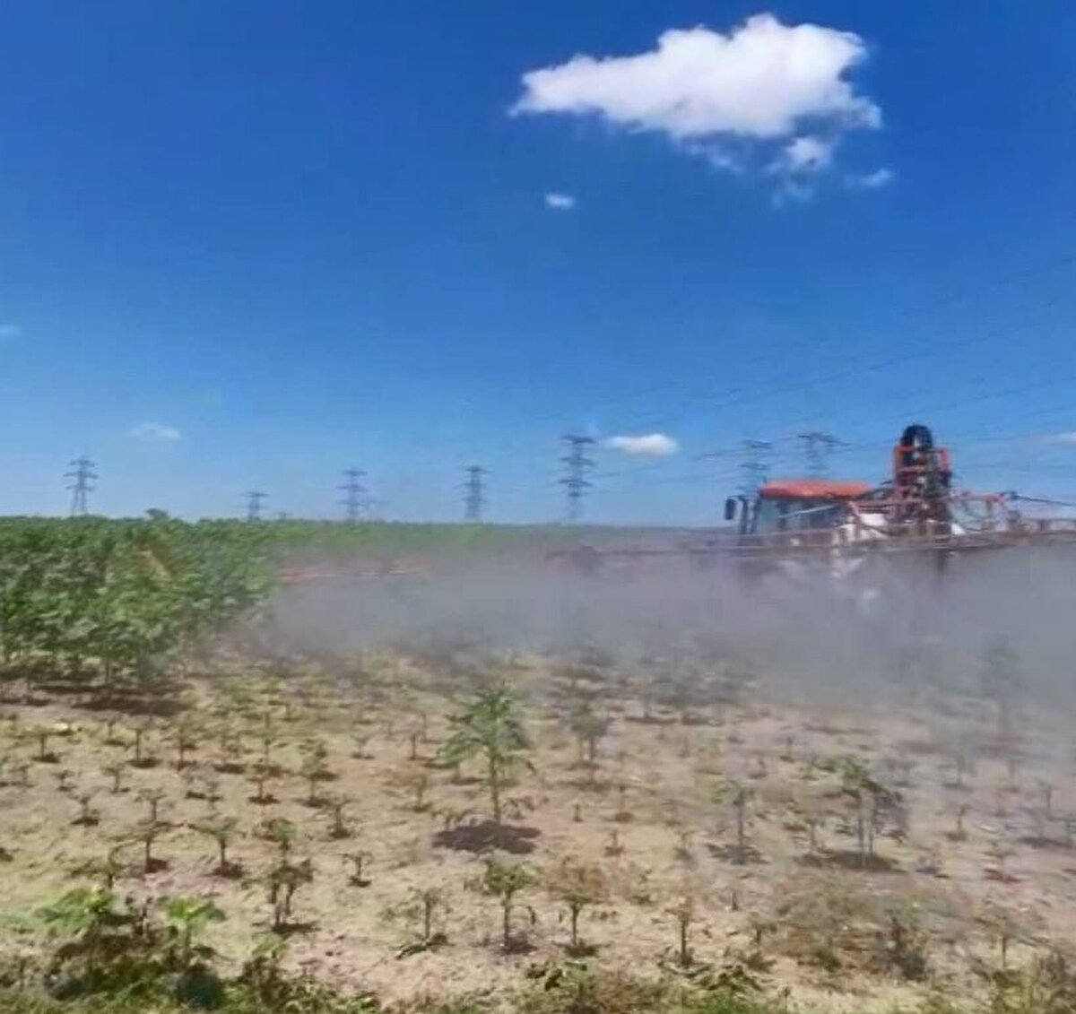 "25-30 YIL ÖNCE DE BU KELEBEK GELMİŞTİ"<br>Nakkaş Mahallesi Muhtarı Zafer Öztürk, "Çayır tırtılı bölgemize 25-30 yıl önce kelebek olarak gelmişti. Yine larvasını bırakıp ürünlere zarar vermişti. Şimdi de aynısı oldu. Büyük bir hasar verdi tarlalara. Sayıları oldukça fazlaydı. Yoldan oluk oluk geçiyorlardı. Bu tırtıl yaprağı yediği için, ayçiçek tanesini besleyemiyor" dedi.