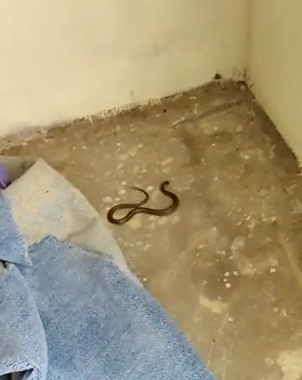 Gündüzleri çocuklarının eve giremediğini ifade eden Oyman, "Sürü halinde ortaya çıkan yılanlar yüzünden çocuklarımın psikoloji bozuldu. Korkudan evi gezemiyoruz, mutfağa giremiyoruz. 5 yıldır bu sıkıntıyı yaşıyoruz. Özellikle geceleri yatakların altından, evin odalarından ve dolaplardan yılanlar çıkıyor. Çocuklarım korkudan evden çıkıyor, akşama kadar da gelmiyor. Yetkililerden bize destek olmalarını istiyoruz. Komşularımın yardımıyla şu ana kadar evde 100'ün üzerinde yılan çıkarttık" dedi.<br><br>