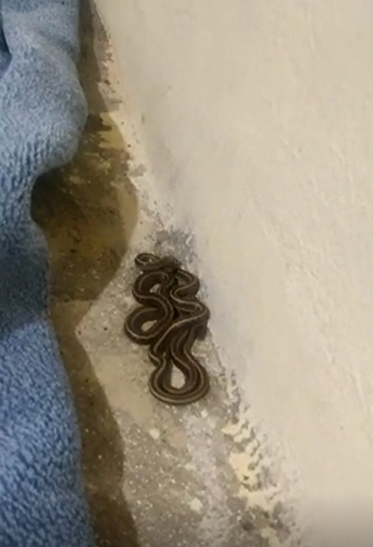 Üç çocuk annesi Ayşe Oyman, geceleri damdan giren yılanlar nedeniyle büyük korku yaşadıklarını belirtti.<br>