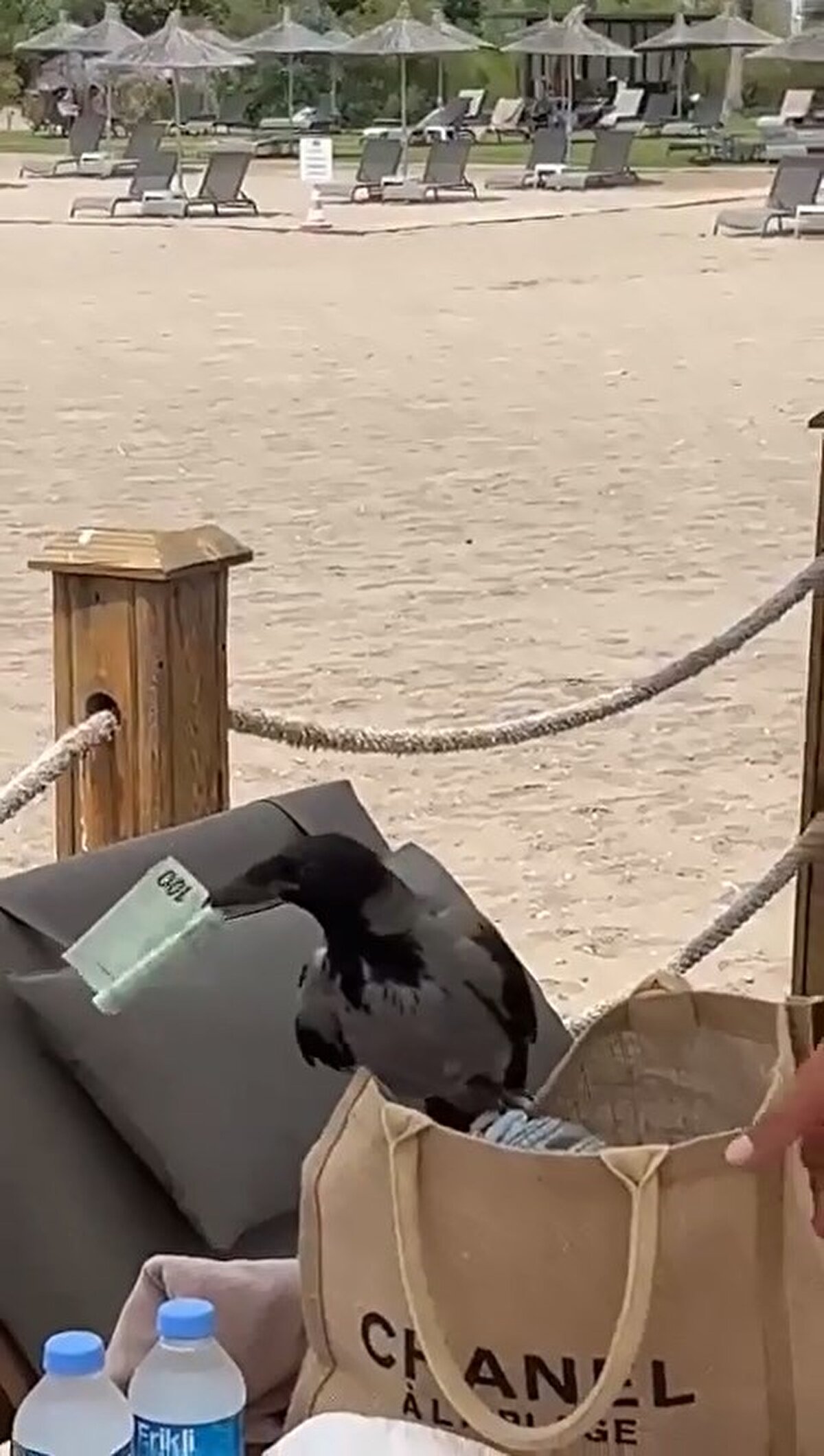 Bu esnada çantanın sahibi olduğu değerlendirilen turist kadın, kaçmak üzere olan karganın ağzından parayı almayı başardı.