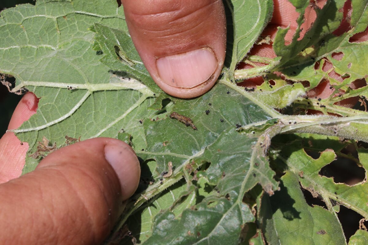 Trakya'daki olayı duyduktan sonra hemen önlemimizi aldık. Hem çiftçimiz hem ilaç satan firmalar özveri ile çalıştı. Arıların ölmemesi içinse geceleri dron ile ilaçlama yapıldı" diye konuştu.<br>