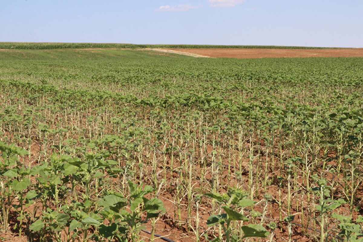 Çiftçimizi ve bizi çok kuşkulandırdı. Çiftçimiz büyük bir özveri ile ilaçlamaya ve bakıma geçti. Şu an görüyorum ki; bir düzelme mevcut. Tırtıllar ile bırakmış olduğu yumurtaların hepsinin yok olduğunu görüyoruz.<br>