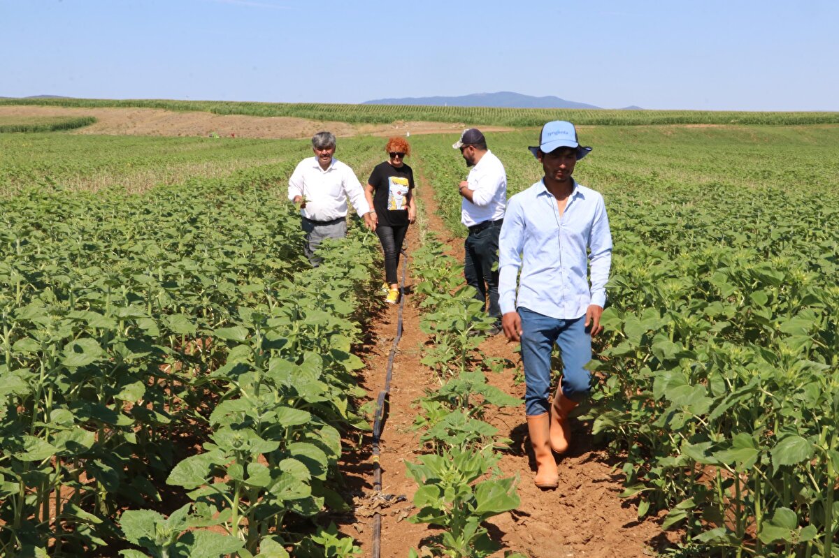 Trakya bölgesi, Bursa ve İstanbul'da görülen 'çayır tırtılı', 16 Temmuz'da Eskişehir'de de ortaya çıktı. 1500 dönüm ayçiçeği tarlasının zarar gördüğü belirlendi.<br>
