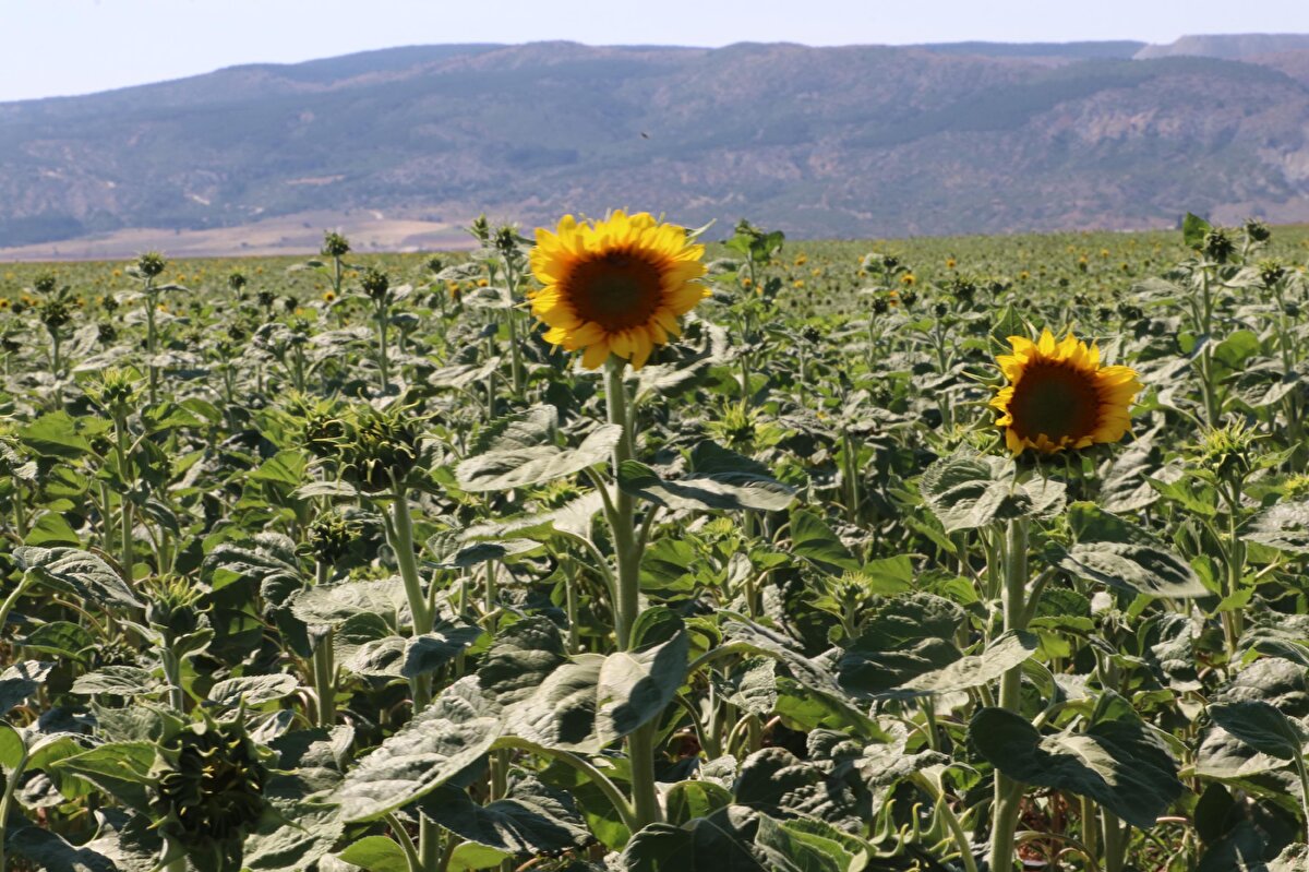 Ayçiçeği ekili tarlasının 60 dekarının zarar gördüğünü belirten çiftçi Birol Özsak ise "Bunu daha önce hiç yaşamadık. 15-20 yıl önce ülke genelinde bazı noktalarda görülmüş. Fakat Eskişehir civarında ilk defa görüldü" ifadelerini kullandı.<br>