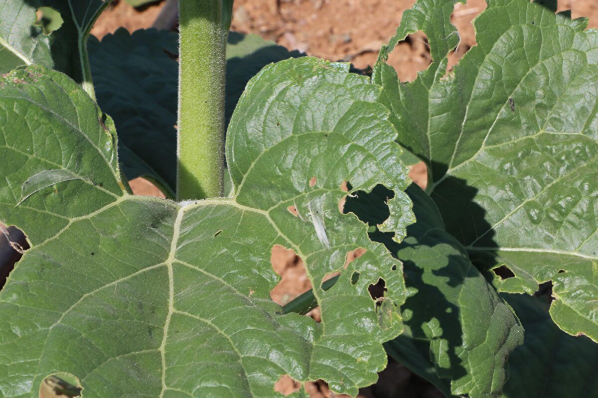Tepebaşı Ziraat Odası Başkanı Süleyman Buluşan, en çok zararın yaşandığı kırsal Beyazaltın Mahallesi'nde inceleme yaptı.<br>