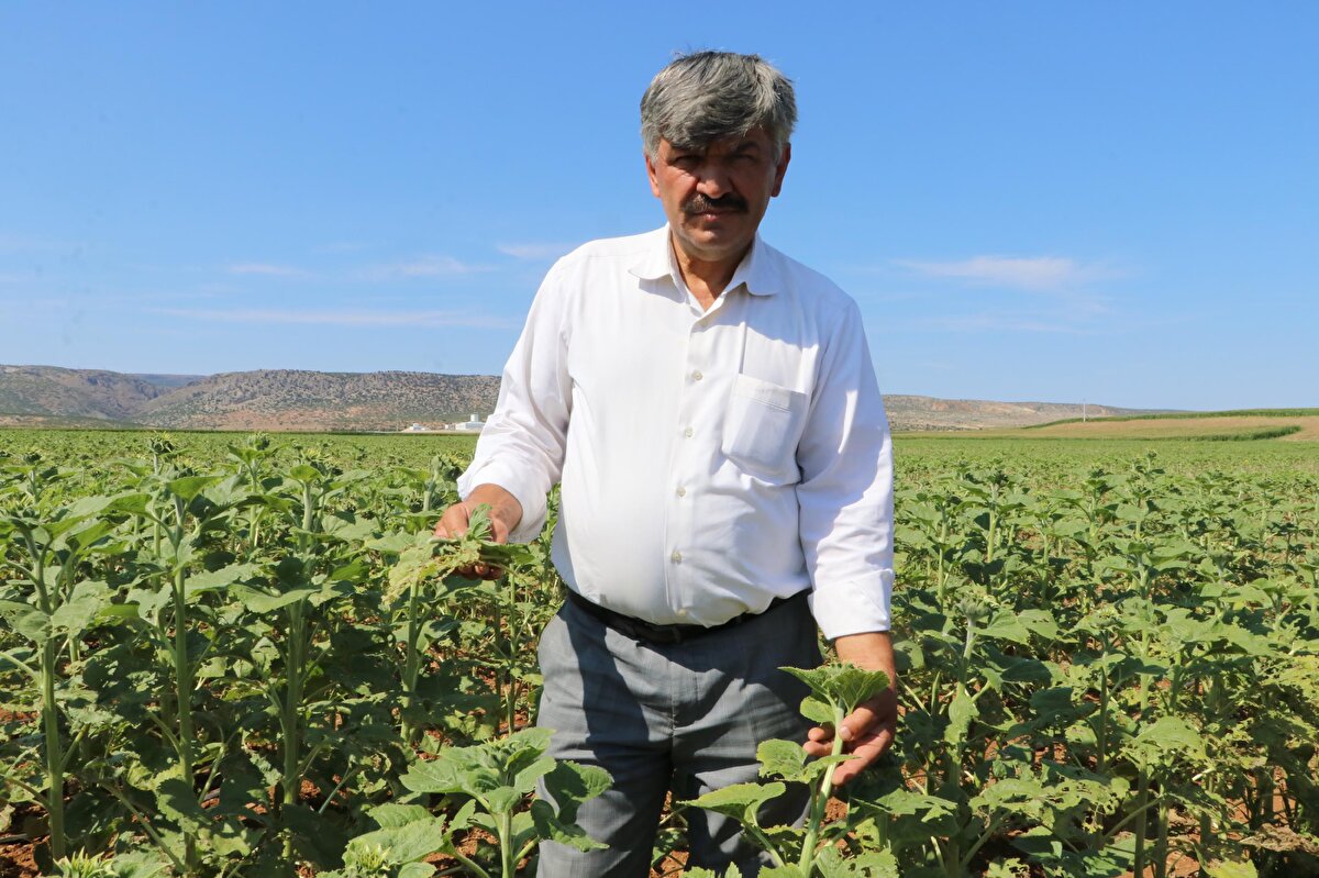 ESKİŞEHİR'DE İLK KEZ GÖRÜLDÜ <br>Geceleri de dron ile ilaçlama yapıldığını hatırlatan Buluşan, "'Çayır tırtılı', Eskişehir Tepebaşı bölgesine çok hızlı bir şekilde giriş yaptı.