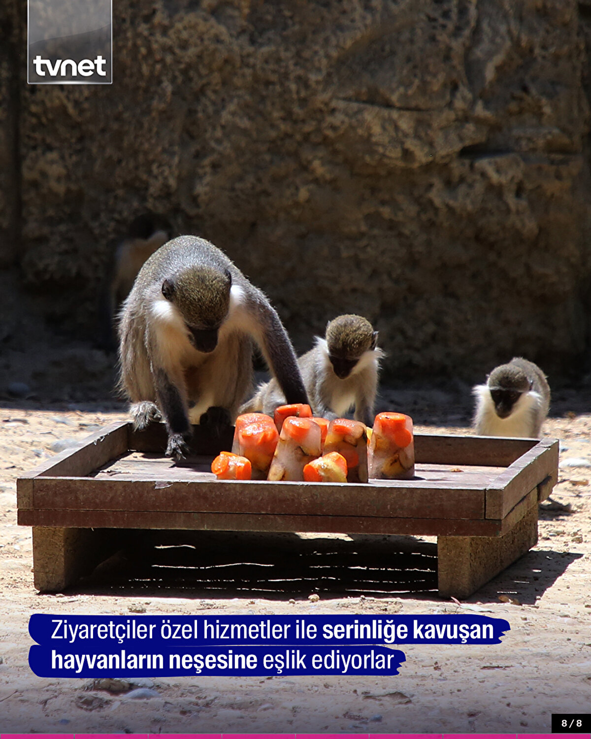 Ziyaretçiler özel hizmetler ile serinliğe kavuşan hayvanların neşesine eşlik ediyorlar