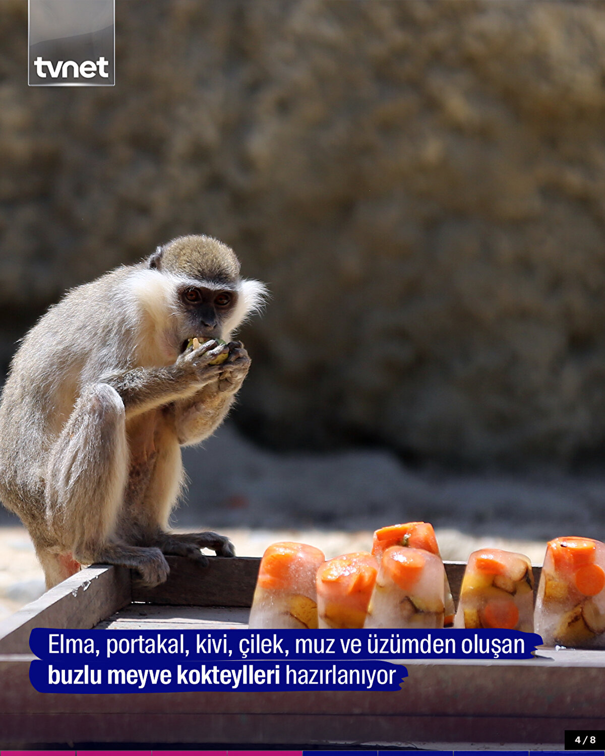 Elma, portakal, kivi, çilek, muz ve üzümden oluşan buzlu meyve kokteylleri hazırlanıyor