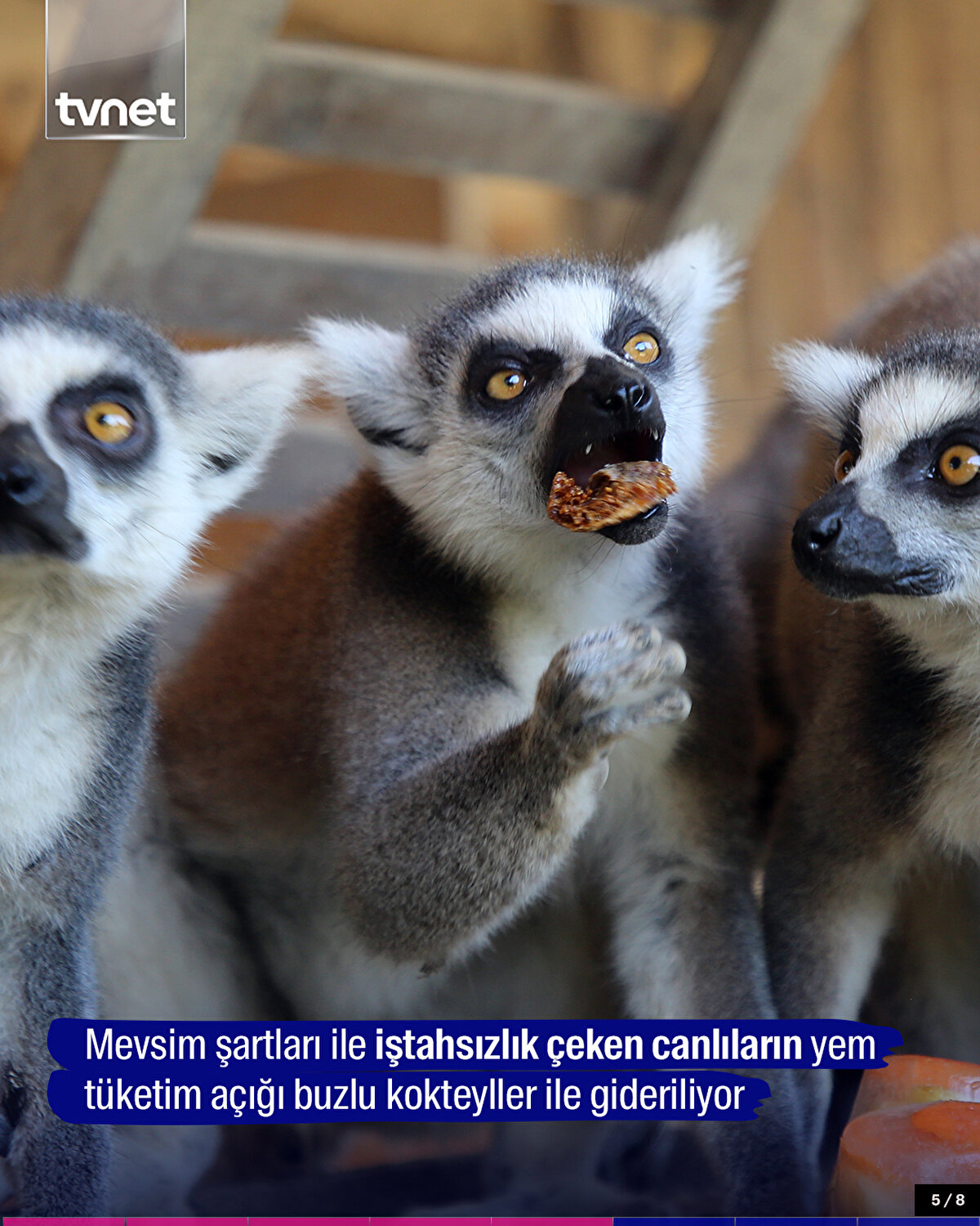 Mevsim şartları ile iştahsızlık çeken canlıların yem tüketim açığı buzlu kokteyller ile gideriliyor