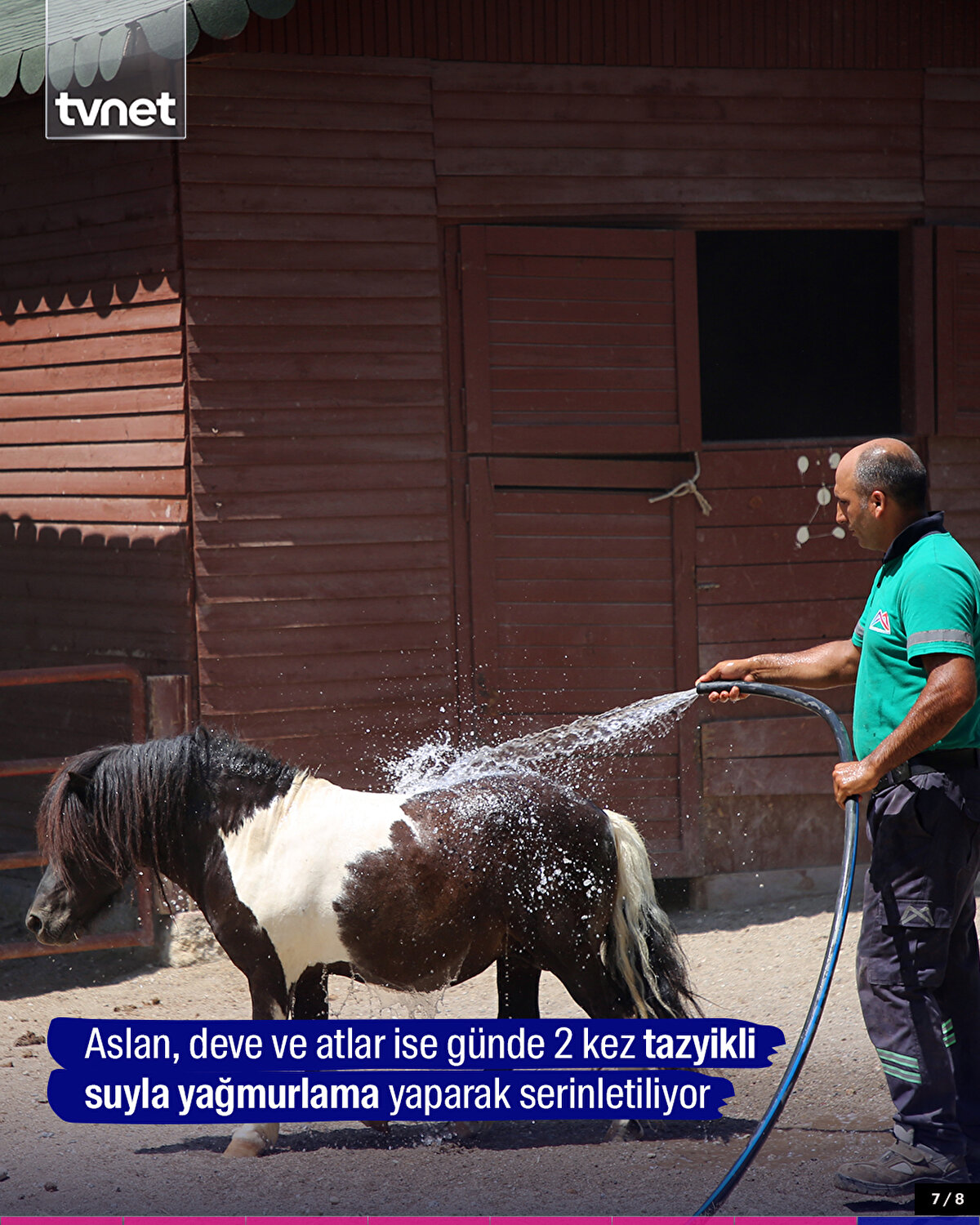 Aslan, deve ve atlar ise günde 2 kez tazyikli suyla yağmurlama yaparak serinletiliyor