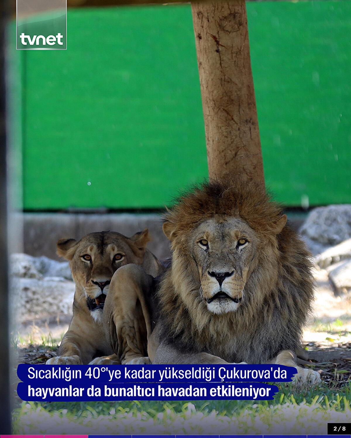 Sıcaklığın 40°'ye kadar yükseldiği Çukurova'da hayvanlar da bunaltıcı havadan etkileniyor