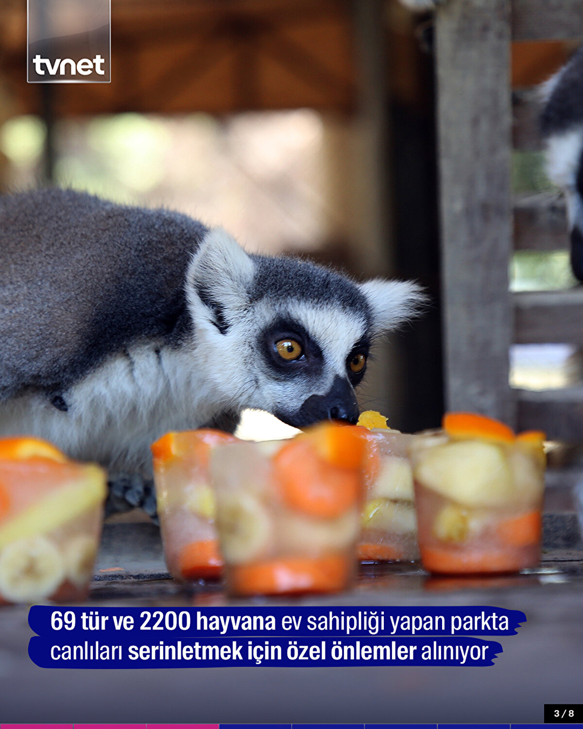 69 tür ve 2200 hayvana ev sahipliği yapan parkta canlıları serinletmek için özel önlemler alınıyor