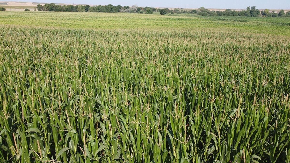 Trakya ve birçok ilde etkili olan 'çayır tırtılı', çiftçilerin baş düşmanı haline geldi. Binlerce dönüm ayçiçeği tarlasına zarar veren tırtıllar, bu kez de mısır tarlalarını istila etti.