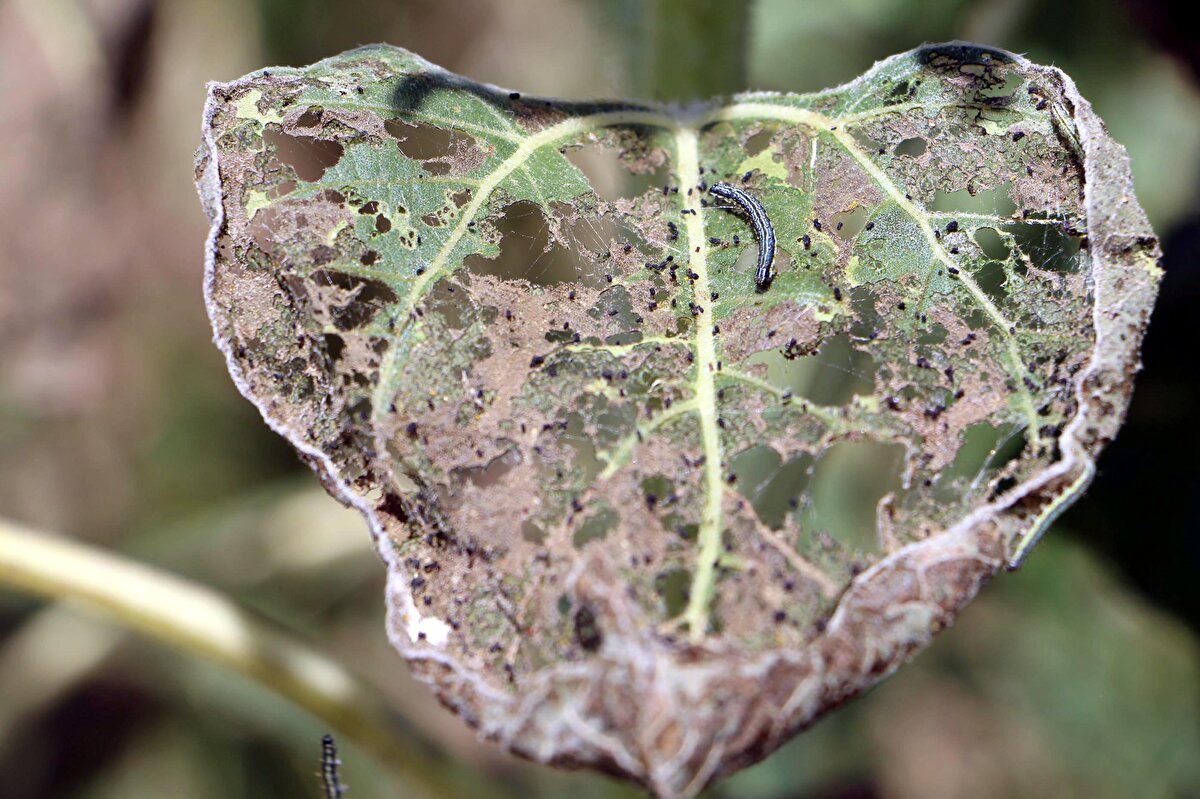 Ayçiçeğinden sonra mısırın da risk altında olması nedeniyle araştırma yaptıklarını ifade eden Doç. Dr. Sağlam, "Şu an mısırda da aslında bir böcek türü, daha önce ülkemizde tespit edilmiş batı mısır kök kurdu dediğimiz hem köklerde beslenen hem yapraklarda, çayır tırtılına benzer şekilde yaprakları yiyip klorofilini, yeşil dokusunu tamamen ortadan kaldıran böcekler de var" dedi.<br><br>