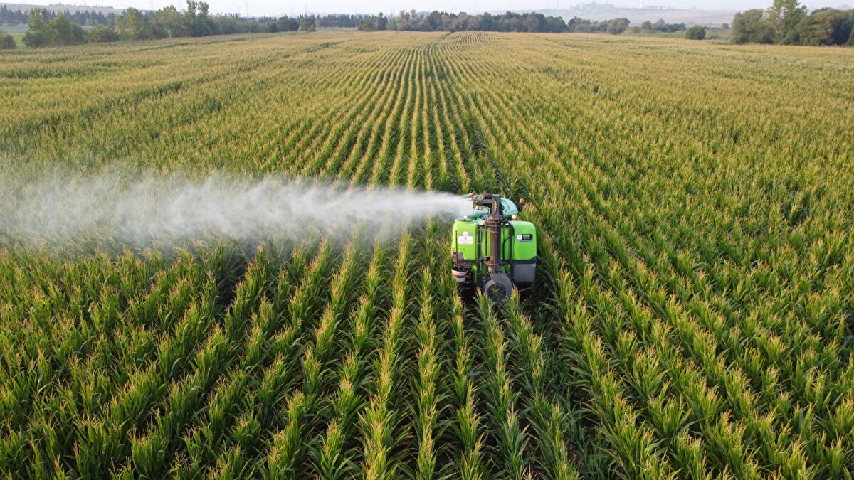 Üretici Ahmet Çalık, bu yıl 600 dönüm mısır ektiğini ve sürekli kontrollerini yaptıklarını söyleyerek, "Bundan 20 gün önce bir Trakya bölgesinde ayçiçeğinde tırtıl zararı gerçekleşti ve bu büyük ölçekte zarar açtı çiftçilere. Tabi ki kuruma dönemine geçti, bir 20 gün süreçten sonra hasadı yapılacak. Şu anda sadece Trakya bölgesinde genel anlamda mısır kalıyor ve bu canlının bundan sonra tek geçeceği yer mısır. Yeşil bitki olarak mısır görecek. Şu anda da biz devamlı ilaçlamalarımızı, gözlemlerimizi yapıyoruz, mısıra sirayet edip bitkilerine zarar vermemesi için" dedi. <br><br>