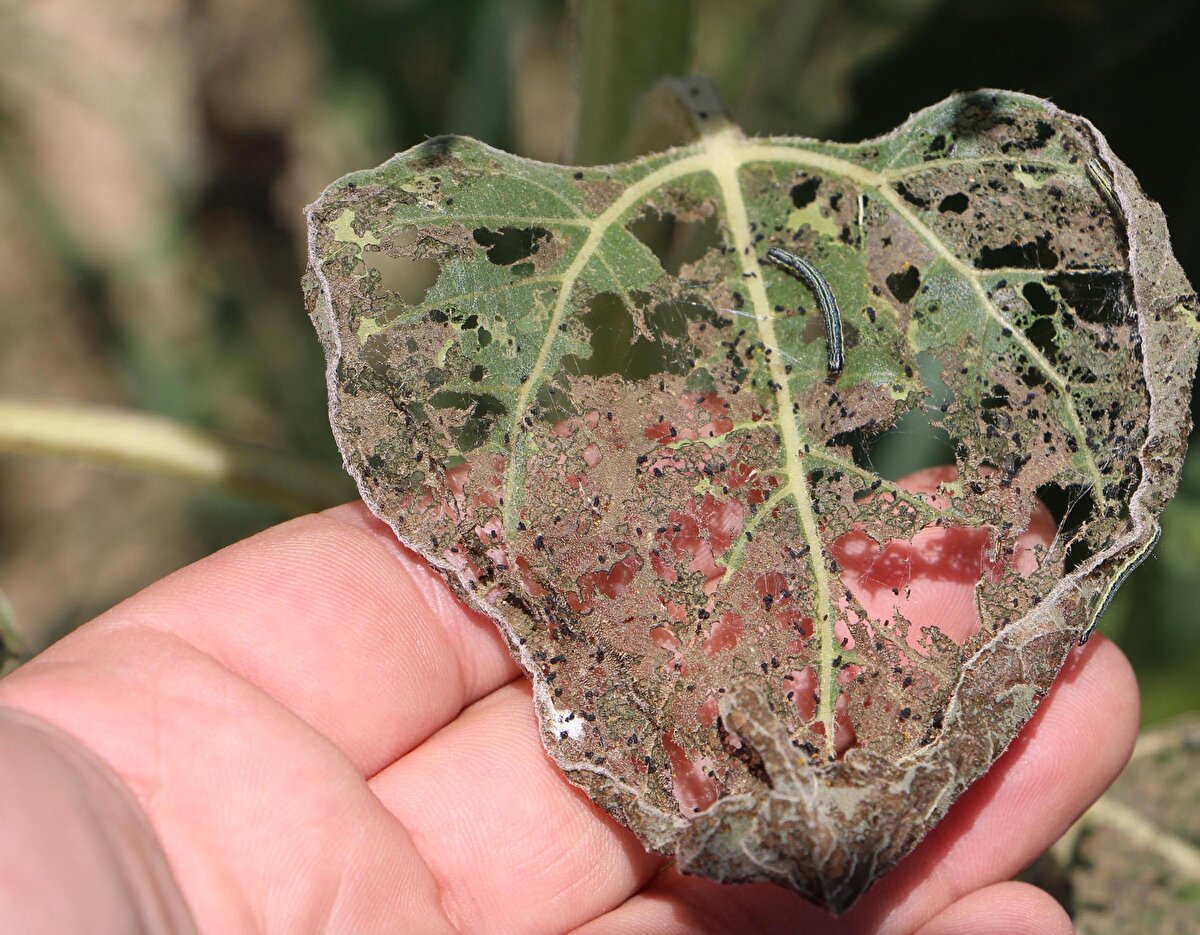 Mısır üreticisinin kontrol ve izleme yapmasını gerektiğinin önemini ifade eden Doç. Dr. Sağlam, "Etrafındaki bitkilerde bir yenik var mı? Böcek var mı? Bu böceği daha önce gördün mü? Bütün üreticilerin aslında yetiştirmiş olduğu ürünlerde hangi ayda, hangi zararlıyı ne kadar görüyor? Bunları şişelere koyabilir, kutulara koyabilir, kurutabilir. Yani bu zararlardan birer örnekle hani çıkış tarihleri yani kendi ürününü izlemesi gerekiyor" diye konuştu.<br><br>