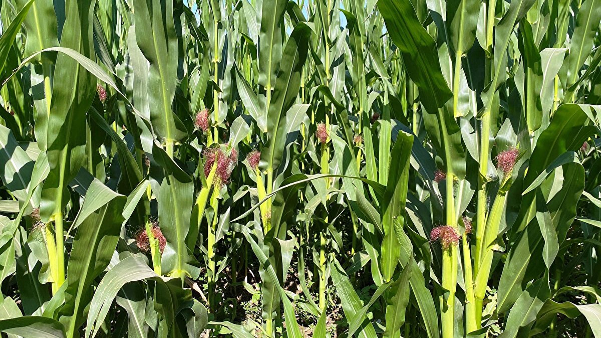 Çayır tırtılının 40 familyadan 150 bitkiyle beslenebildiğini söyleyen Dr. Sağlam, "Ayçiçeğinde bu derece zarar yaptıktan sonra yine kültür bitkisi olarak mısır da risk altında. Çayır tırtılı Trakya bölgesinde, Tekirdağ, Kırklareli, Edirne'de bu derece salgın yapmasından sonra ayçiçeğinde bu bölgesel baskılama, bu kadar yoğun ilaç kullanımına bağlı olarak popülasyon baskılandı" dedi.<br><br>