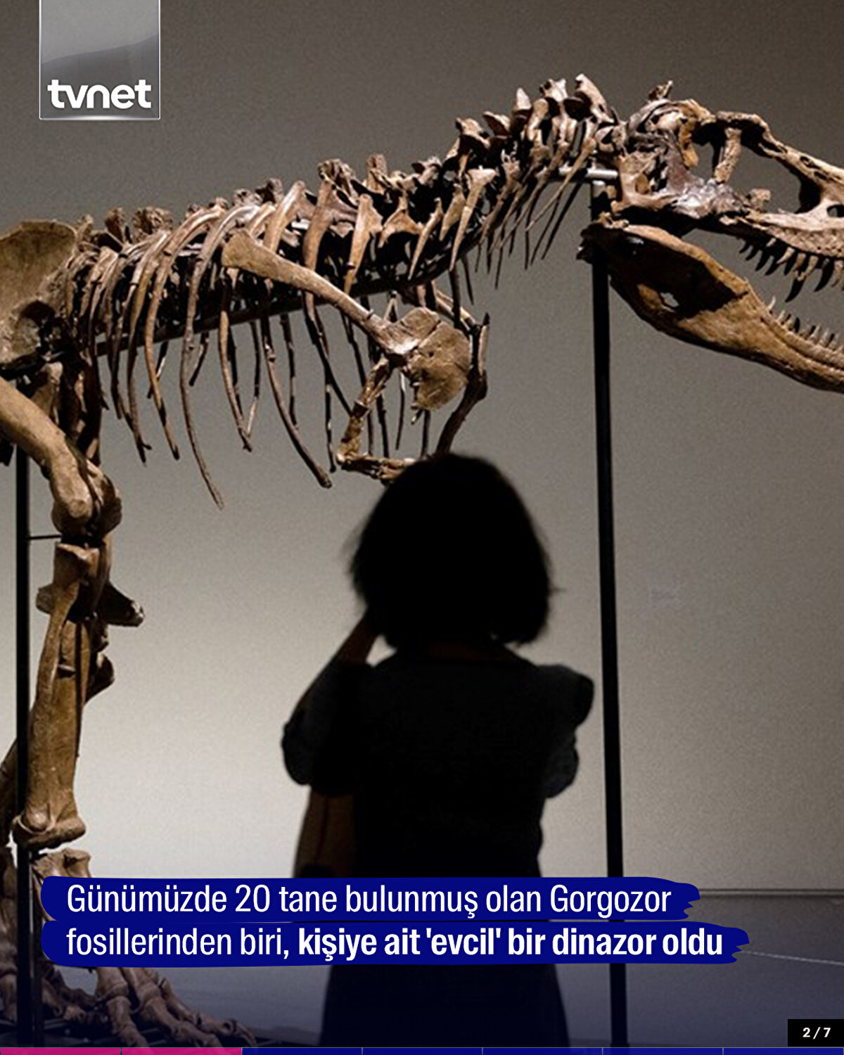 Günümüzde 20 tane bulunmuş olan Gorgozor fosillerinden biri, kişiye ait 'evcil' bir dinazor oldu