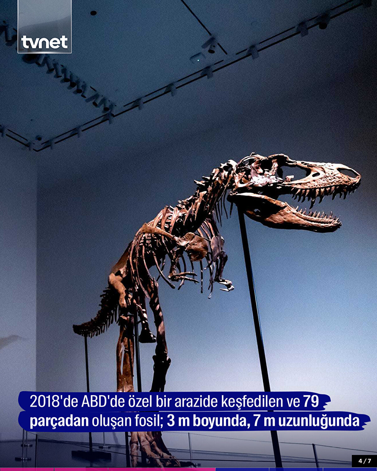 2018'de ABD'de özel bir arazide keşfedilen ve 79 parçadan oluşan fosil; 3 m boyunda, 7 m uzunluğunda