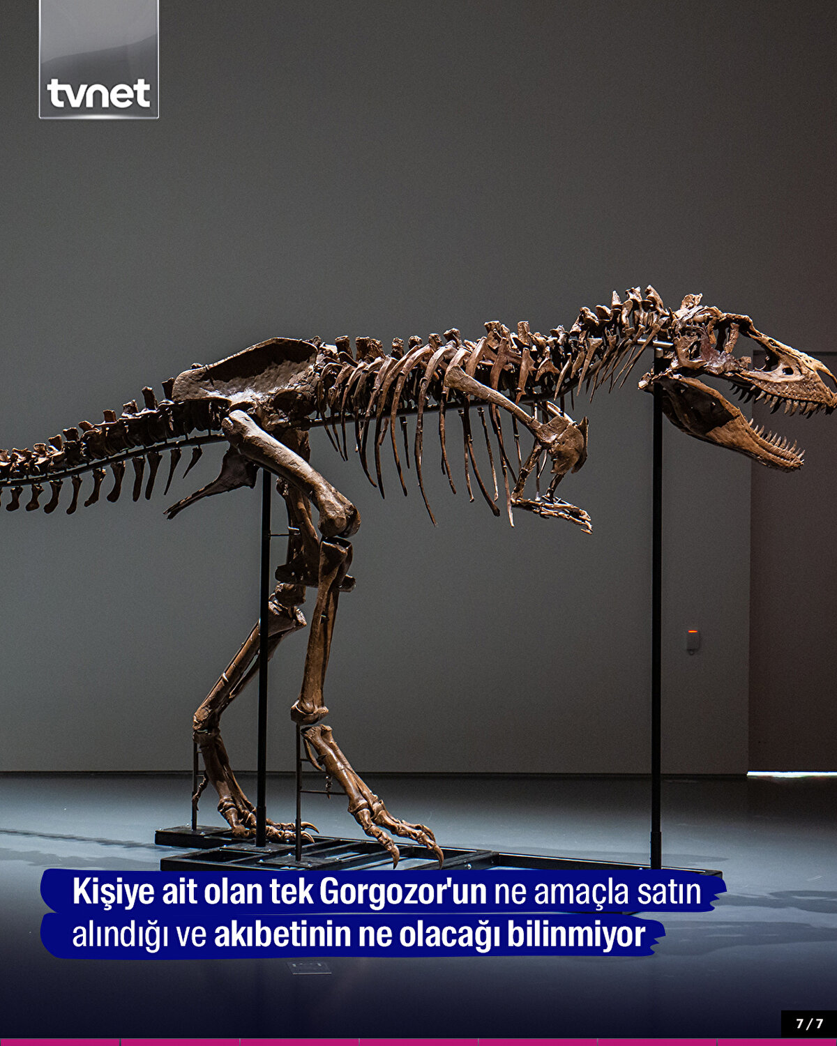 Kişiye ait olan tek Gorgozor'un ne amaçla satın alındığı ve akıbetinin ne olacağı bilinmiyor