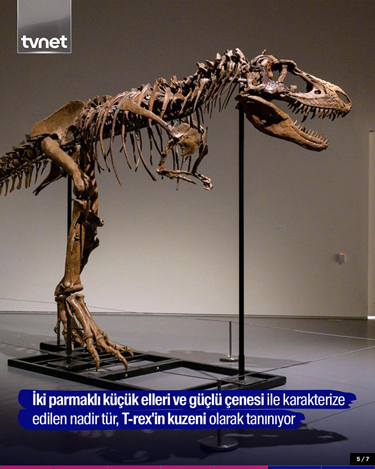 İki parmaklı küçük elleri ve güçlü çenesi ile karakterize edilen nadir tür, T-rex'in kuzeni olarak tanınıyor