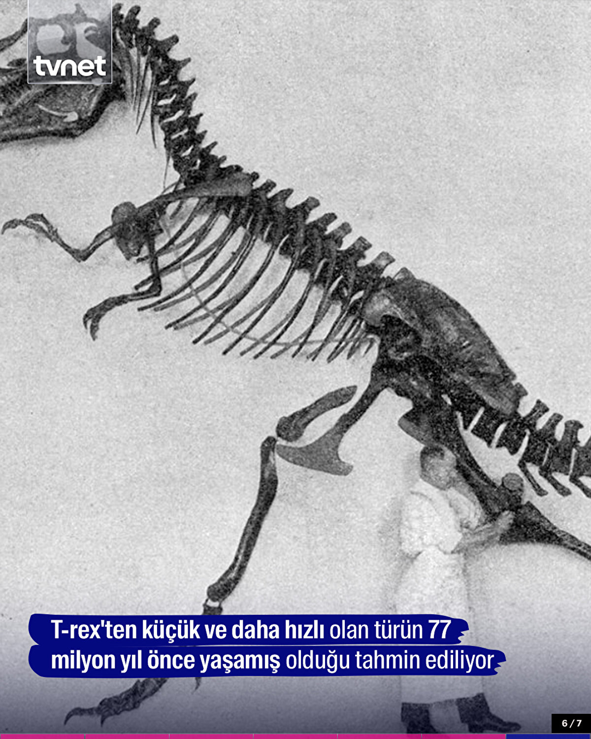 T-rex'ten küçük ve daha hızlı olan türün 77 milyon yıl önce yaşamış olduğu tahmin ediliyor